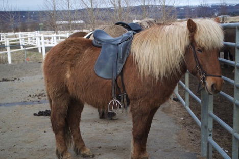 Icelandic horse saddled up and ready to go!